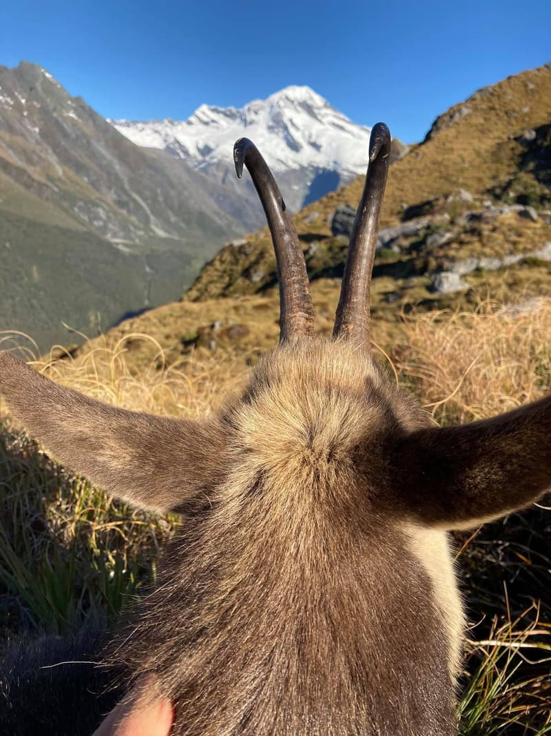 Chamois horns against a snow-capped New Zealand peak
