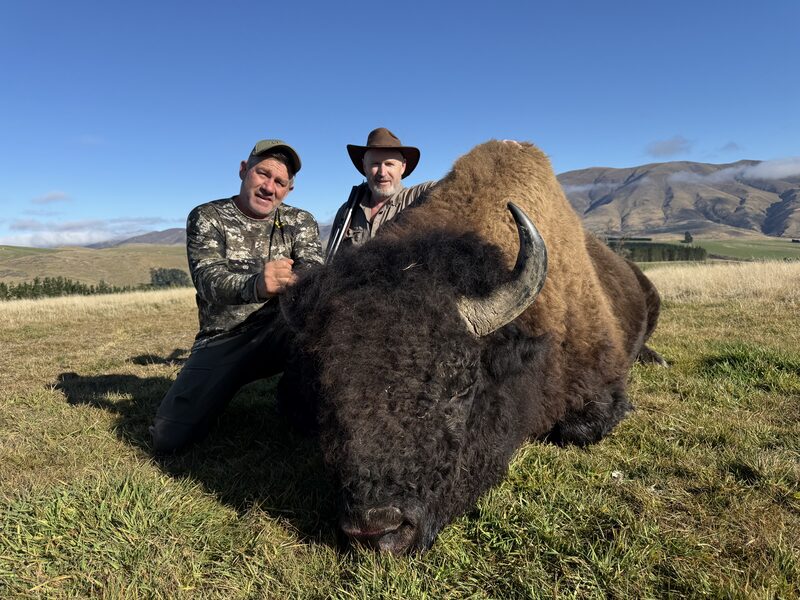 Two hunters with a heavy bison bull in open high country
