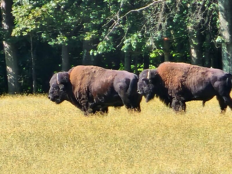 A pair of bison grazing along a treeline in summer grass