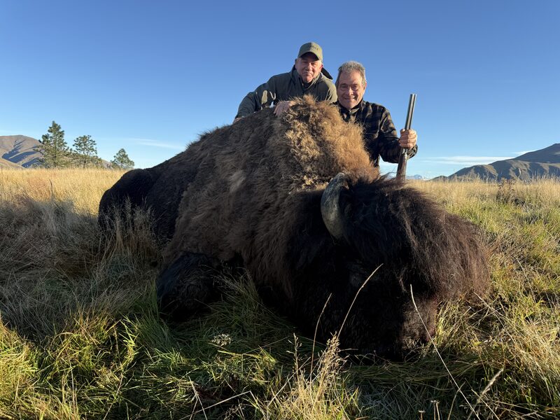 Two hunters behind a bison bull in golden tussock