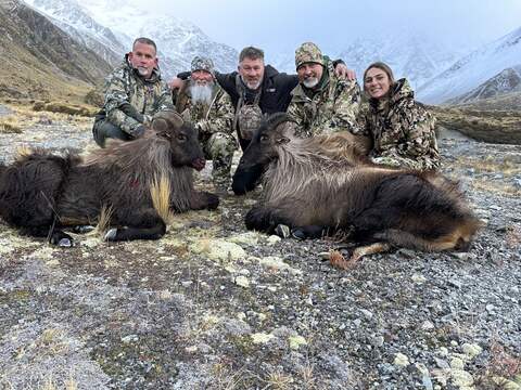 A group of hunters with two bull tahr in the alpine tops
