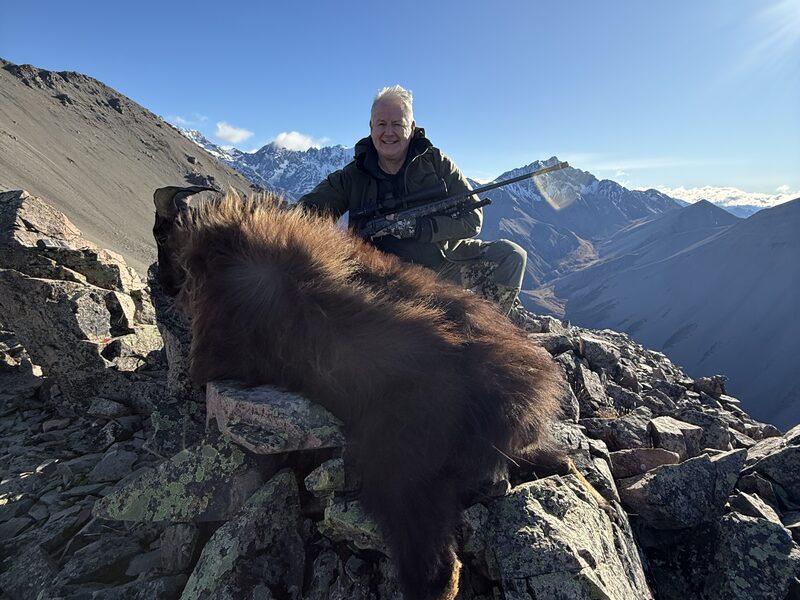Bull tahr on a rocky alpine bluff