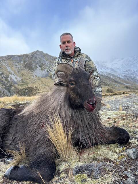 Close portrait of a bull tahr in full winter mane with its hunter