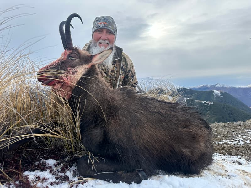 Alpine chamois buck taken on a snowy ridge
