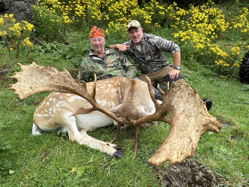 Two hunters with a heavy palmated fallow buck in summer coat