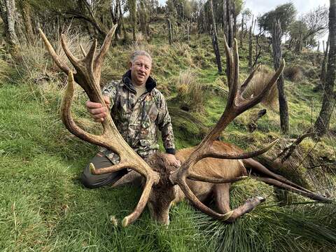 Hunter lifting the heavy antlers of a red stag