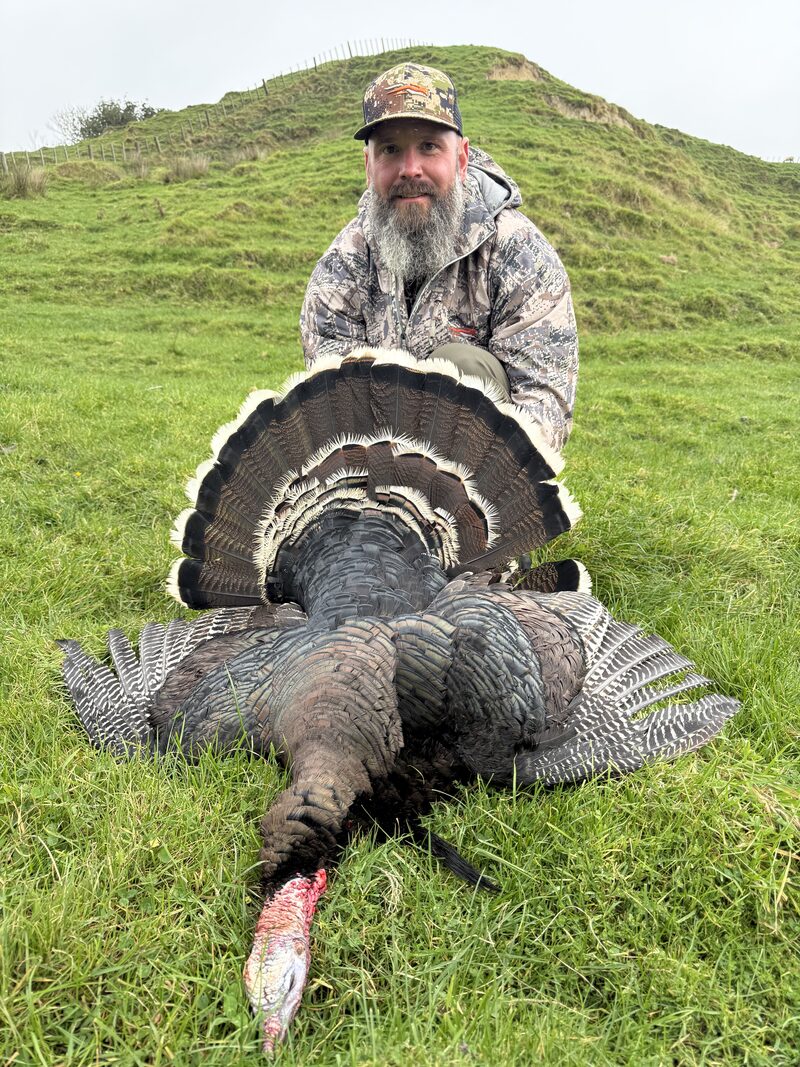 Hunter kneeling behind a fanned wild turkey on a green hillside