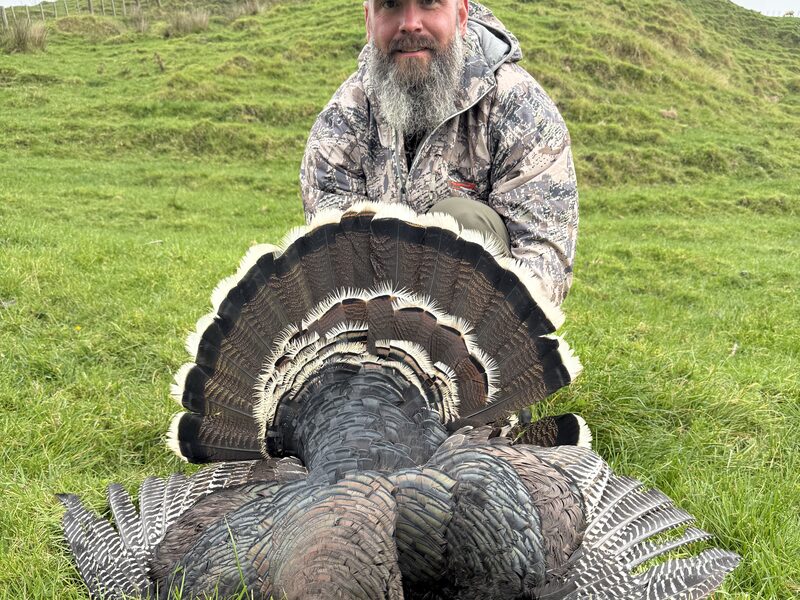 Hunter kneeling behind a wild turkey with its tail fanned on a green hillside